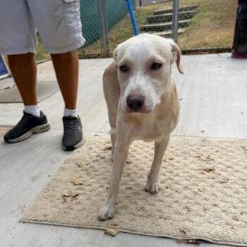 Ginny -  Labrador Retriever and Mixed Breed Dog for Adoption in Denison, Texas - Ginny | PetCurious