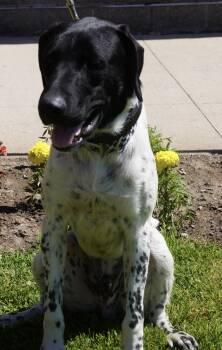 Leo -  German Shorthaired Pointer Dog for Adoption in Pottsville, Pennsylvania - Leo | PetCurious