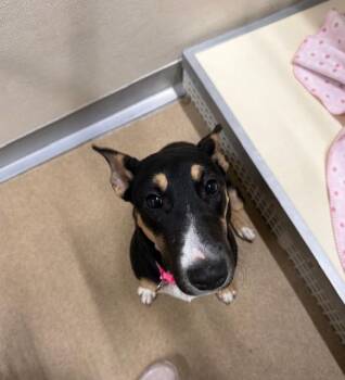 Athena -  Bull Terrier Dog for Adoption in Rawlins, Wyoming - Athena | PetCurious