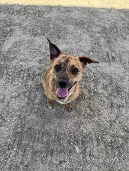 Terrier and Mixed Breed Dogs Available for Adoption in Thousand Palms, California - PEA | PetCurious