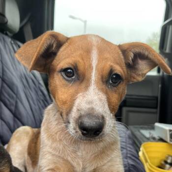 Bindy PKA Alex -  Cattle Dog and Mixed Breed Dog for Adoption in Spokane, Washington - Bindy PKA Alex | PetCurious