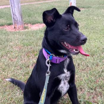 Pongo -  Labrador Retriever and Border Collie Dog for Adoption in Mckenzie, Tennessee - Pongo | PetCurious
