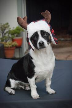 Rescue Dachshund Dogs for Adoption in Oakland, California - Dash | PetCurious