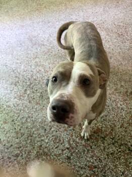 Rosetta FH -  Labrador Retriever and Terrier Dog for Adoption in Sanford, Florida - Rosetta FH | PetCurious