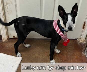 Rescue Shepherd Dogs for Adoption in Ringwood, New Jersey - Lucky | PetCurious