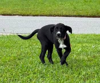 Indie -  Mixed Breed Dog for Adoption in Melbourne, Florida - Indie | PetCurious
