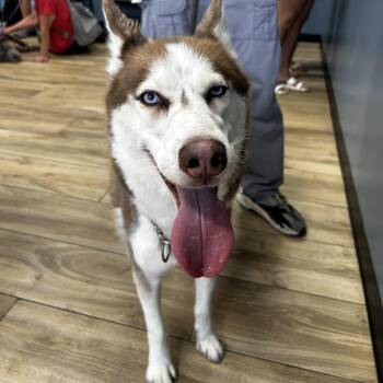 Bishop -  Siberian Husky Dog for Adoption in Newark, New Jersey - Bishop | PetCurious