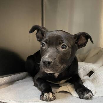 Piper -  Pit Bull Terrier Dog for Adoption in Pasadena, California - Piper | PetCurious