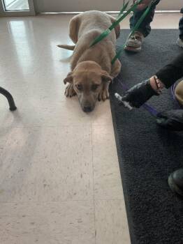 Mixed Breed Dogs Available for Adoption - Hanka Jr | PetCurious