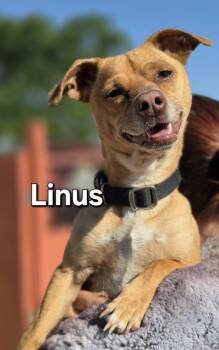 Linus -  Chihuahua Dog Available for Adoption in Yucca Valley, California - Linus | PetCurious