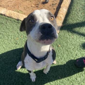 Rescue Pit Bull Terrier Dogs for Adoption in Abilene, Texas - Chomp | PetCurious
