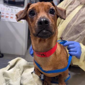 Madonna -  Miniature Dachshund and Mixed Breed Dog for Adoption in Tampa, Florida - Madonna | PetCurious