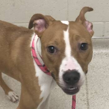 Rescue Mixed Breed Dogs for Adoption in Murray, Utah - Cora Belle | PetCurious