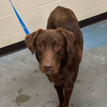 Sam Sam -  Mixed Breed Dog for Adoption in Memphis, Tennessee - Sam Sam | PetCurious