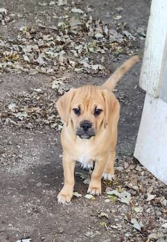 Rescue Puggle Dogs for Adoption in Liberty Center, Ohio - Rusty | PetCurious