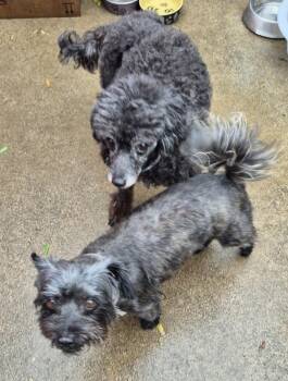 Rescue Maltipoo and Miniature Poodle Dogs for Adoption in Manhattan Beach, California - Legend Of Zelda And Puff Poodle | PetCurious