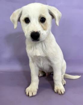 Rescue Great Pyrenees and Mixed Breed Dogs for Adoption in Morton Grove, Illinois - Oogie Boogie | PetCurious