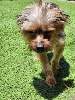 KORAH -  Yorkshire Terrier Dog for Adoption in Beaumont, California - KORAH | PetCurious