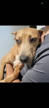 Rescue Hound Dogs for Adoption in Plato Center, Illinois - Martin | PetCurious
