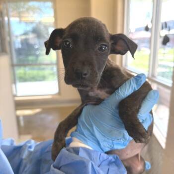 Honey Soda -  American Staffordshire Terrier Dog for Adoption in San Antonio, Texas - Honey Soda | PetCurious