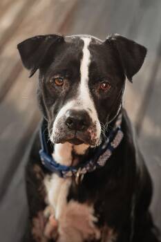 Rescue Pit Bull Terrier Dogs for Adoption in Belleville, Illinois - Elmer | PetCurious