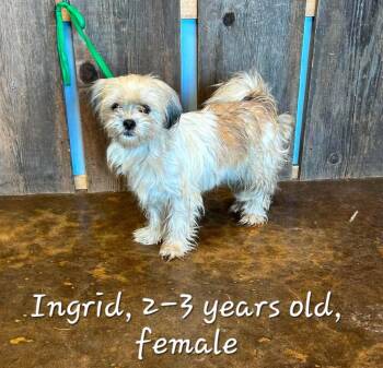 INGRID 425 -  Terrier Dog for Adoption in New Berlin, Wisconsin - INGRID 425 | PetCurious