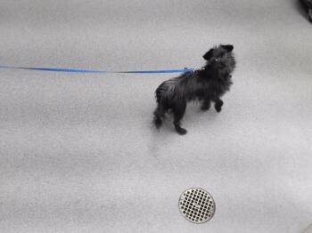 ROOSEVELT -  Chihuahua and Mixed Breed Dog for Adoption in Omaha, Nebraska - ROOSEVELT | PetCurious