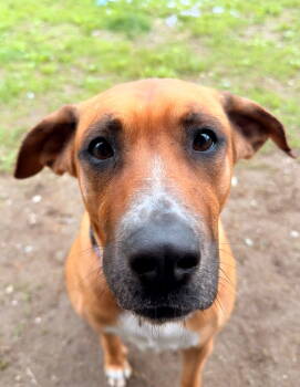 Rescue Hound Dogs for Adoption in Arlington, Vermont - Daisy | PetCurious