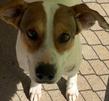 Mable -  Hound Dog for Adoption in Elizabethton, Tennessee - Mable | PetCurious