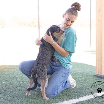 Dave -  Border Terrier and Mixed Breed Dog for Adoption in Abilene, Texas - Dave | PetCurious