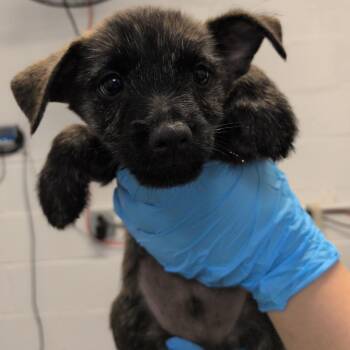 Icarus -  Cairn Terrier and Chihuahua Dog for Adoption in Hattiesburg, Mississippi - Icarus | PetCurious