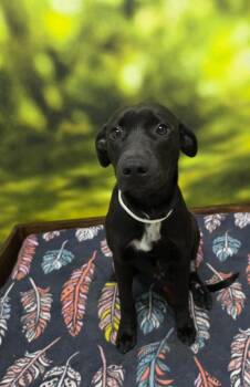 Sydney -  Labrador Retriever Dog for Adoption in Little Rock, Arkansas - Sydney | PetCurious