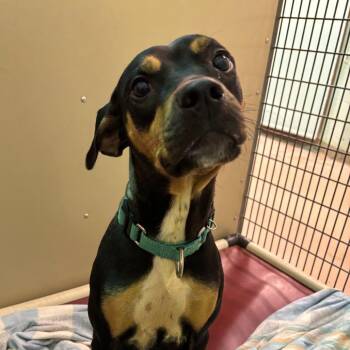 Buns -  Mixed Breed Dog for Adoption in Fairport, New York - Buns | PetCurious