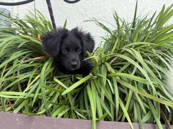Dachshund Dogs Available for Adoption in Sanford, Florida - Bear | PetCurious