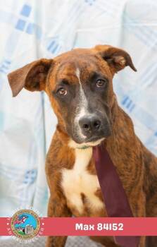 Max -  Coonhound Dog for Adoption in Mobile, Alabama - Max | PetCurious