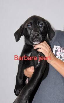 Labrador Retriever Dogs Available for Adoption in Manchester, Connecticut - Barbara Jean | PetCurious