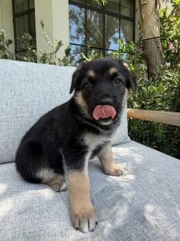 Forest (yellow collar) -  Mixed Breed Dog Available for Adoption in Manhattan Beach, California - Forest (yellow Collar) | PetCurious