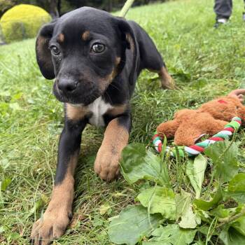 Sophia -  Terrier Dog for Adoption in Latrobe, Pennsylvania - Sophia | PetCurious