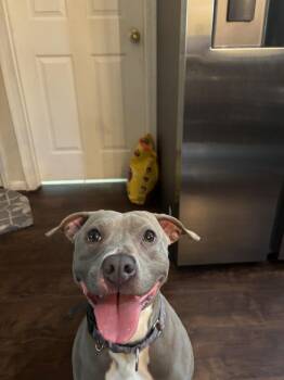 Pit Bull Terrier Dogs Available for Adoption - Penny (Penelope) | PetCurious