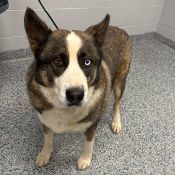 Diesel -  Mixed Breed Dog for Adoption in Greenville, South Carolina - Diesel | PetCurious