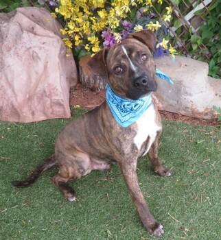 Pit Bull Terrier and Mixed Breed Dogs Available for Adoption in Oklahoma City, Oklahoma - MASON | PetCurious