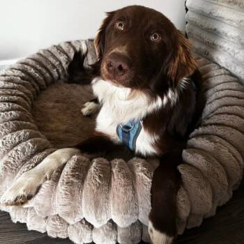 Australian Shepherd Dogs Available for Adoption - Miko | PetCurious