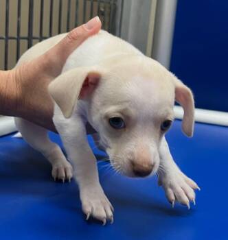 Kimchi -  Chihuahua and West Highland White Terrier Westie Dog for Adoption in Richland Hills, Texas - Kimchi | PetCurious