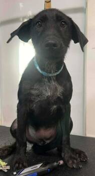 Rescue Terrier Dogs for Adoption in El Dorado, Arkansas - Hermosa | PetCurious