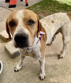 Rescue Pit Bull Terrier Dogs for Adoption in Tulsa, Oklahoma - LYNDON | PetCurious