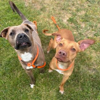 Toes -  Mixed Breed Dog for Adoption in Spokane, Washington - Toes | PetCurious