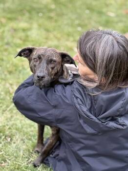 Rescue Chocolate Labrador Retriever and Pit Bull Terrier Dogs for Adoption in Delhi, New York - Mae | PetCurious
