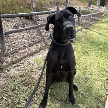 Hades -  Great Dane Dog for Adoption in San Diego, California - Hades | PetCurious