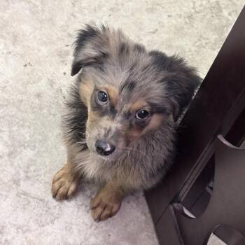 Linguini-4594 -  Spitz and Mixed Breed Dog for Adoption in Tyler, Texas - Linguini-4594 | PetCurious