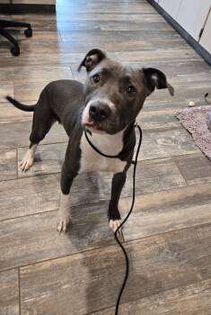 Cassie Yrly 253 -  Pit Bull Terrier Dog for Adoption in Sidney, Ohio - Cassie Yrly 253 | PetCurious